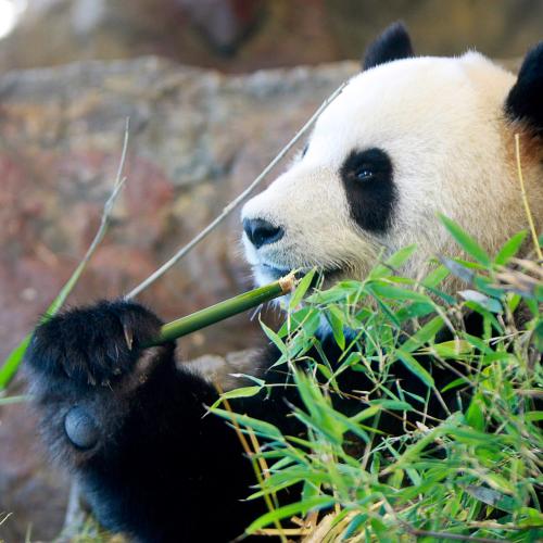 Adelaide panda Fu Ni isn't pregnant again but please stay!