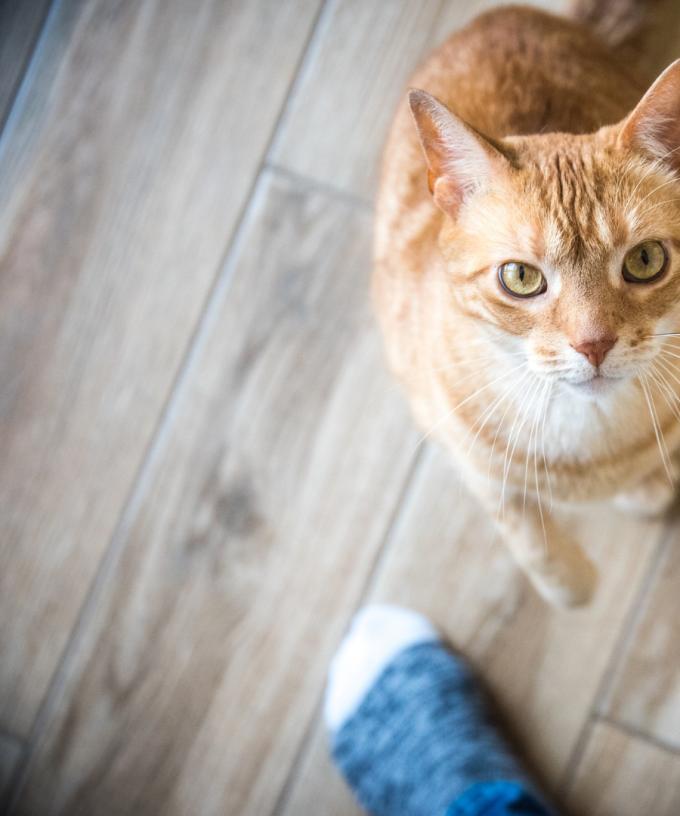 Rspca Is Offering Free Cat Adoptions During June
