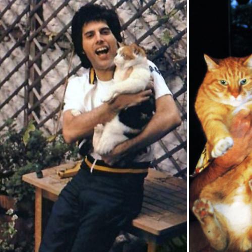 12 Adorable Pictures Of Freddie Mercury With His Pet Cats