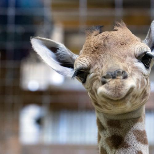 One Of Victoria's Largest Zoos (And Its Animals) Is For Sale