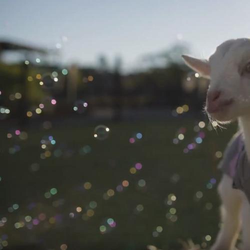 Just Watch These Baby Goats In Jumpers Playing With Bubbles