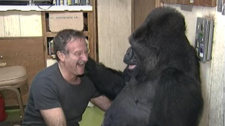 Famous Gorilla Koko Dies At 46
