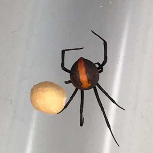 Shock as family finds redback the size of Golf Ball in house
