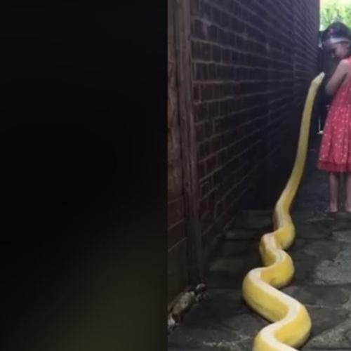 Internet Loses Mind Over Vid Of Little Girl With Python