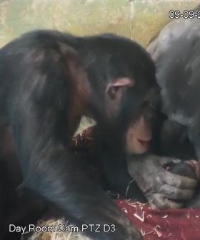 Chimpanzee Mum So In Love With Her Newborn At Monarto Zoo