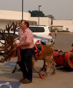 Australian Shopping Centre Slammed Over Real Reindeer Appearing In Their Christmas Parade