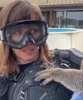 Scottish Reporter Stitched Up In Hilarious 'Drop Bear' Koala Prank