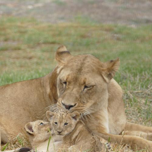 In Cute News: The Lion Cubs At Monarto Are Starting To Some Big, Wobbly Steps!