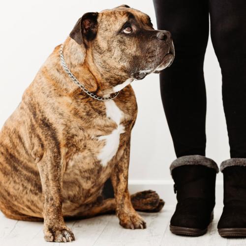 It Should Soon Be Easier To Get Your Groceries Delivered As Woolies Expands Its Online Delivery ...