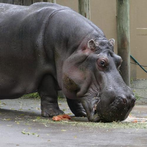 Australia's Oldest Hippo Dies At Adelaide Zoo, Aged 54