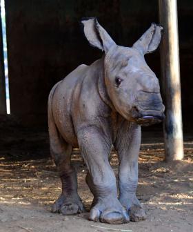 Monarto Has Welcomed A New Baby Rhino And It's So Cute!