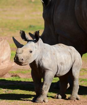 You Have To See This Video Of Monarto's New Baby Rhino Doing Zoomies With Her Mum