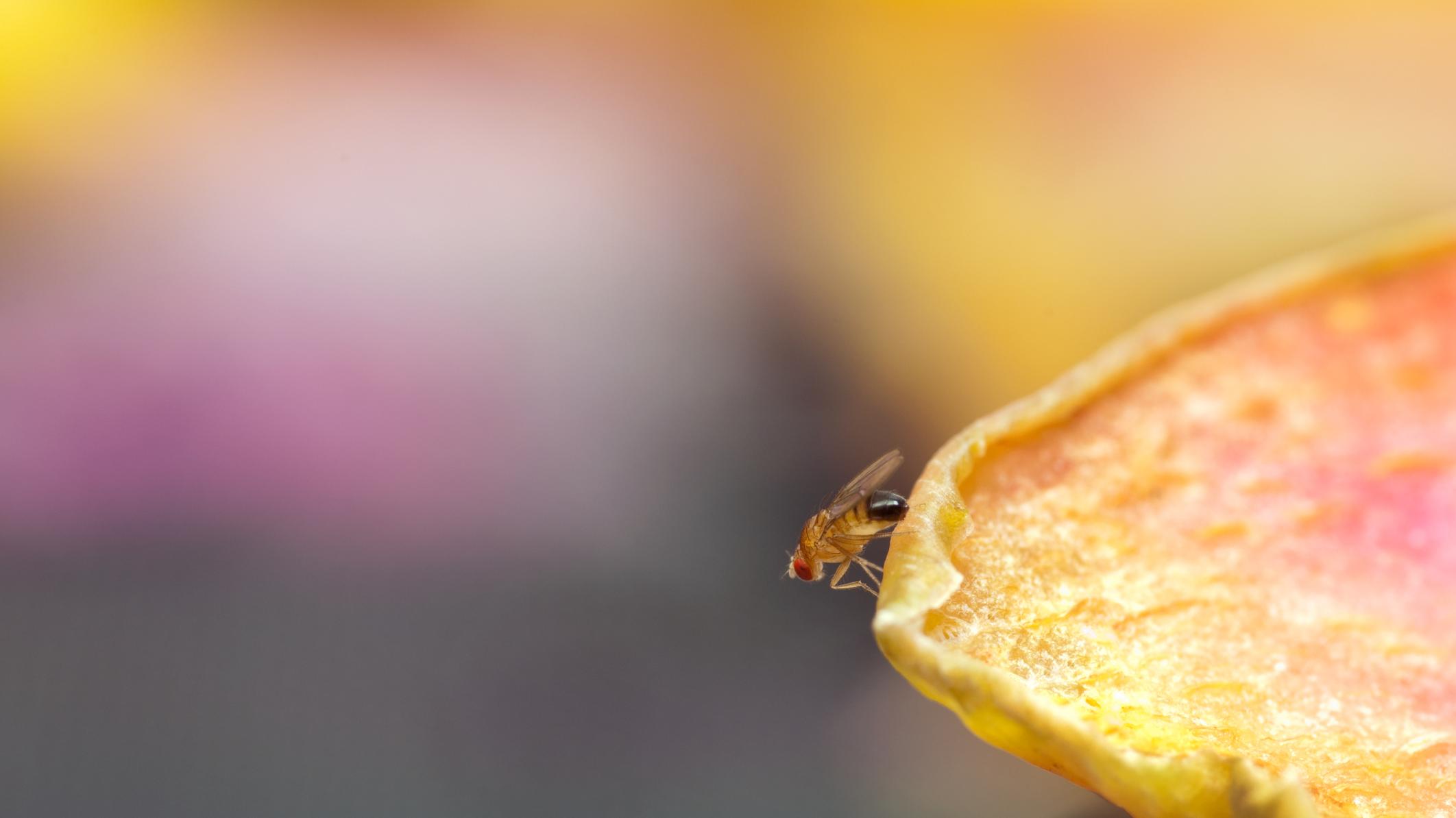 Adelaide's Fruit Fly Restrictions Causes Decline In Fruit ...