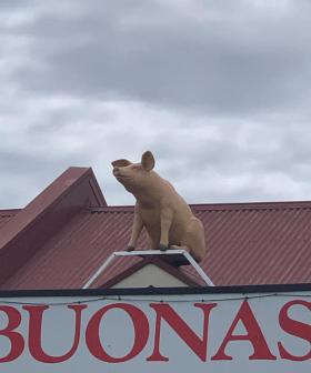 And This Little Piggy...Mysteriously Appeared On A Roof In Adelaide