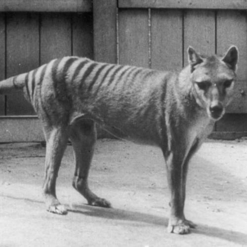 Adelaide Man Reveals Footage Of What He Claims Are Living Tassie Tigers