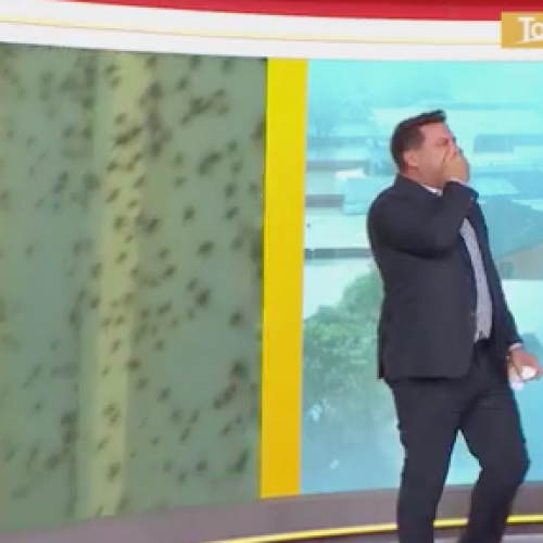 Karl Stefanovic's Horrified Reaction Is Priceless When A Man Lets Spiders Crawl On Him
