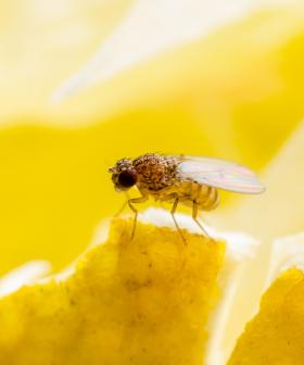 Fruit Flies Are Emptying Our Wallets With $4.1m In Fines Dished Out
