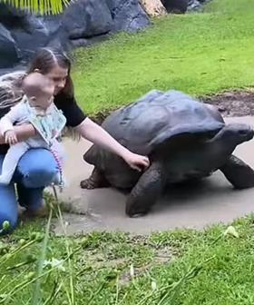 Bindi Irwin Shares Footage Of Daughter Grace Warrior Meeting A Giant Tortoise At Australia Zoo