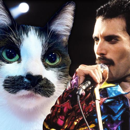 Cat That Looks Like Freddie Mercury Is Winning The Internet