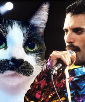 Cat That Looks Like Freddie Mercury Is Winning The Internet