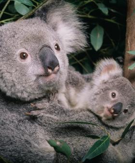 Koalas Are Now Officially Categorised As ENDANGERED In The Eastern States!
