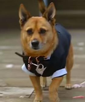 Finn The Dog Becomes An Instant Celebrity After Stealing The Show On MAFS