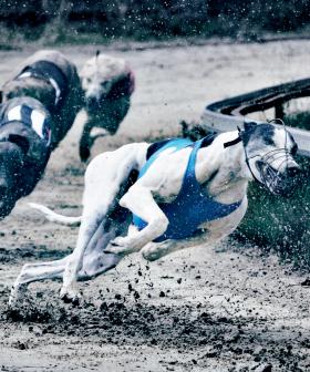 Greyhound Racing Faces Extinction In The US, So Will Australia Follow Suit?