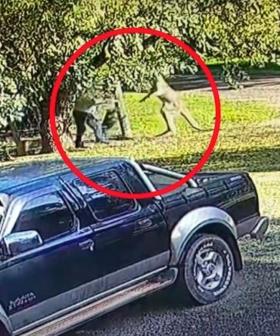 "Only In Australia": Man Takes On Aggressive 6-Foot Kangaroo