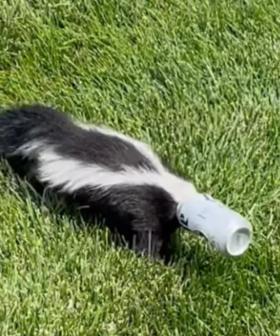 Skunk With Head Stuck In Beer Can Rescued In 'Operation: Drunk As A Skunk'