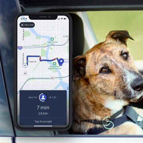 Uber Pet Has Got You Covered Fur-Real This National Take Your Dog To Work Day