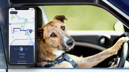 Uber Pet Has Got You Covered Fur-Real This National Take Your Dog To Work Day