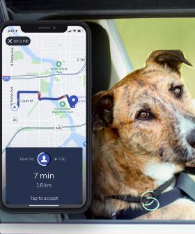 Uber Pet Has Got You Covered Fur-Real This National Take Your Dog To Work Day