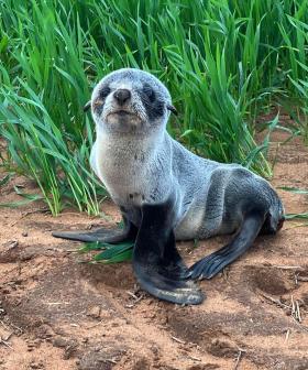 Aussie Farmer Finds Baby Seal In Wheat Crop, Three Kilometres From The Sea