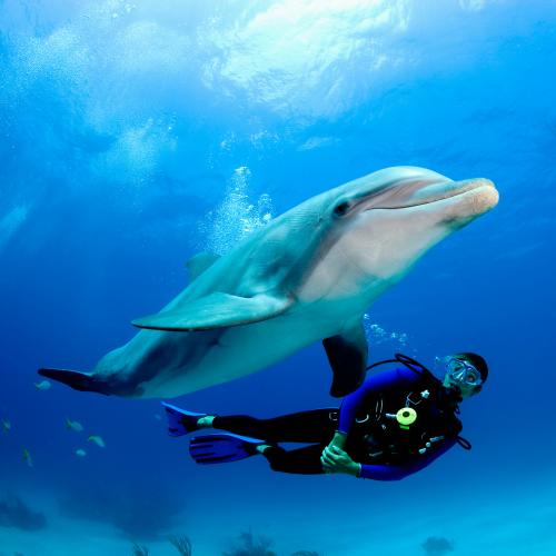 “Freddie The Dolphin Hooked My Arm With His Penis”: The Wild Dolphin Sex Scandal