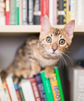 U.S. Public Libraries Are Accepting Pictures Of Cats To Clear Late Fees!