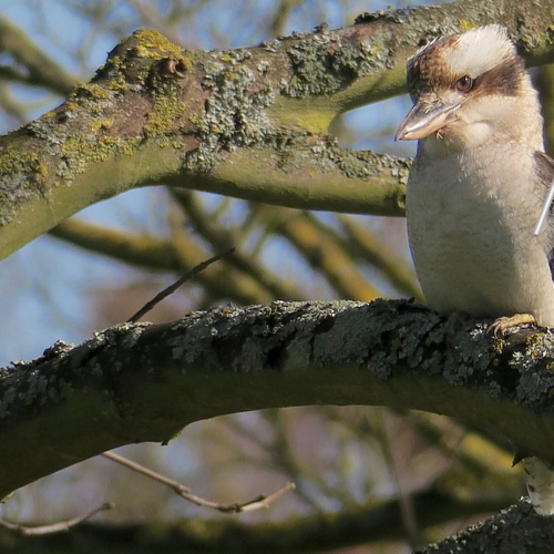 A Kookaburra Has Been Spotted Living In The English Countryside!