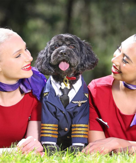 Virgin Australia Announces Plans To Welcome Pets Onboard Flights!