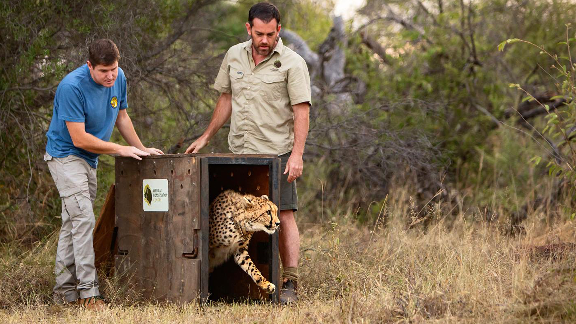 The Incredible Moment The First Australian-Born Cheetah Is Released Into The African Wilderness - Vimarsana News
