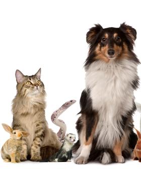 The Animal Expo